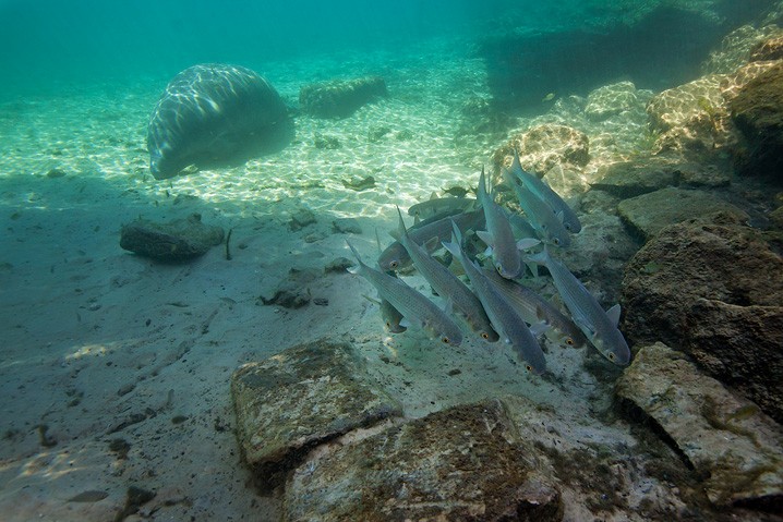 Karibik-Manati Trichechus manatus West Indian Manatee